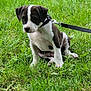 Flash participe au concours pour gagner de l'argent avec cette photo : puppy, dog, grass, leash, outdoor, greenery, young_dog, sitting, black_and_white, pet, nature, cute, animal, canine, flora, summer, field, small_dog, calm, daytime