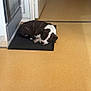 Flash participe au concours pour gagner de l'argent avec cette photo : puppy, dog, sleeping, mat, indoor, floor, doorway, black, white, brown, curled_up, resting, quiet, cozy, pet, animal, home, yellow_floor, corner, calm