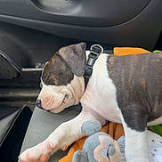 Flash a rejoint le concours — aidez-le/la à gagner de superbes lots ! puppy, dog, sleeping, car_seat, blanket, plush_toy, collar, pet, animal, indoors, resting, cute, fur, canine, black_and_white, brown, soft, comfort, travel, nap