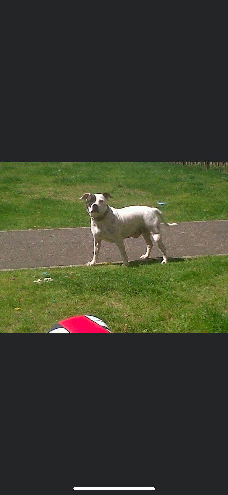 Tia is registered to the contest to win money with this photo: canidae, carnivore, companion_dog, dog, dog_breed, dog_collar, fawn, grass, grassland, lawn, non_sporting_group, pasture, plant, snout, sporting_group, tail, terrestrial_animal