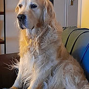 Golan participe au concours pour gagner de l'argent avec cette photo : dog, golden_retriever, indoor, couch, furniture, pet, canine, fur, animal, domestic_animal, relaxed, seated, portrait, home, living_room, cozy, warm_lighting, companion, friendly, mammal