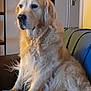 dog, golden_retriever, indoor, couch, furniture, pet, canine, fur, animal, domestic_animal, relaxed, seated, portrait, home, living_room, cozy, warm_lighting, companion, friendly, mammal