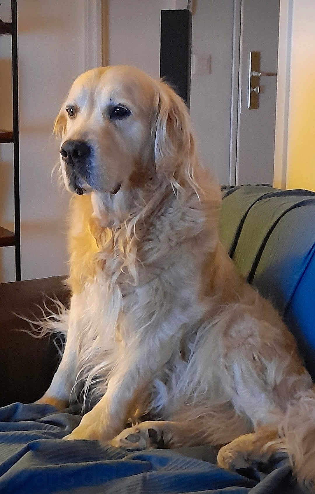 Golan participe au concours pour gagner de l'argent avec cette photo : dog, golden_retriever, indoor, couch, furniture, pet, canine, fur, animal, domestic_animal, relaxed, seated, portrait, home, living_room, cozy, warm_lighting, companion, friendly, mammal
