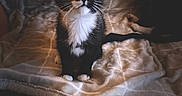 Mrs Leó Miss Boots joined the competition — help win amazing prizes! animal, black_and_white, blanket, cat, cozy, curious, cute, domestic, ears, feline, indoor, kitten, paws, pet, portrait, sitting, soft, tuxedo_cat, whiskers, young