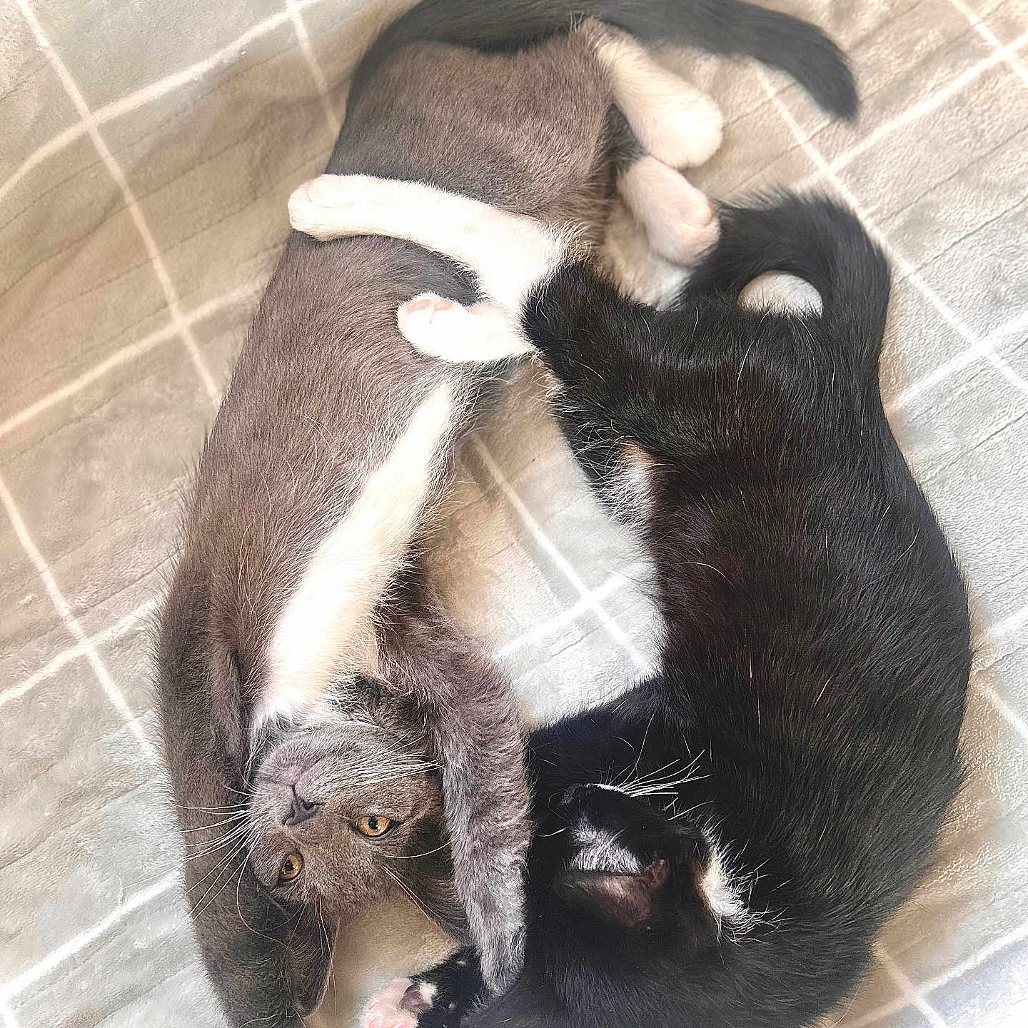 Mrs Leó Miss Boots is registered to the contest to win money with this photo: animal, black_cat, blanket, cat, cats, companion, cozy, cuddle, cuddling, cute, fur, gray_cat, indoor, kitten, kittens, pet, playful, resting, sleeping, white_paws