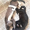 Mrs Leó Miss Boots joined the competition — help win amazing prizes! animal, animals, black_cat, blanket, cat, cats, cozy, cute, feline, grey_cat, indoor, kitten, kittens, pet, pets, playful, resting, sleeping, together, white_paws
