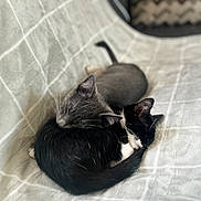 Mrs Leó Miss Boots is registered to the contest to win money with this photo: animal, black_and_white_cat, blanket, cat, close_up, companion, cozy, cuddle, cute, domestic_animal, fur, grey_cat, indoor, pet, relaxing, resting, sleeping, soft, tail, whiskers