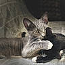 Mrs Leó Miss Boots joined the competition — help win amazing prizes! affectionate, animals, black_and_white_cat, cat, cats, companions, cozy, cuddle, cute, ears, friendship, fur, gray_cat, hug, indoor, pets, playful, resting, soft_blanket, whiskers
