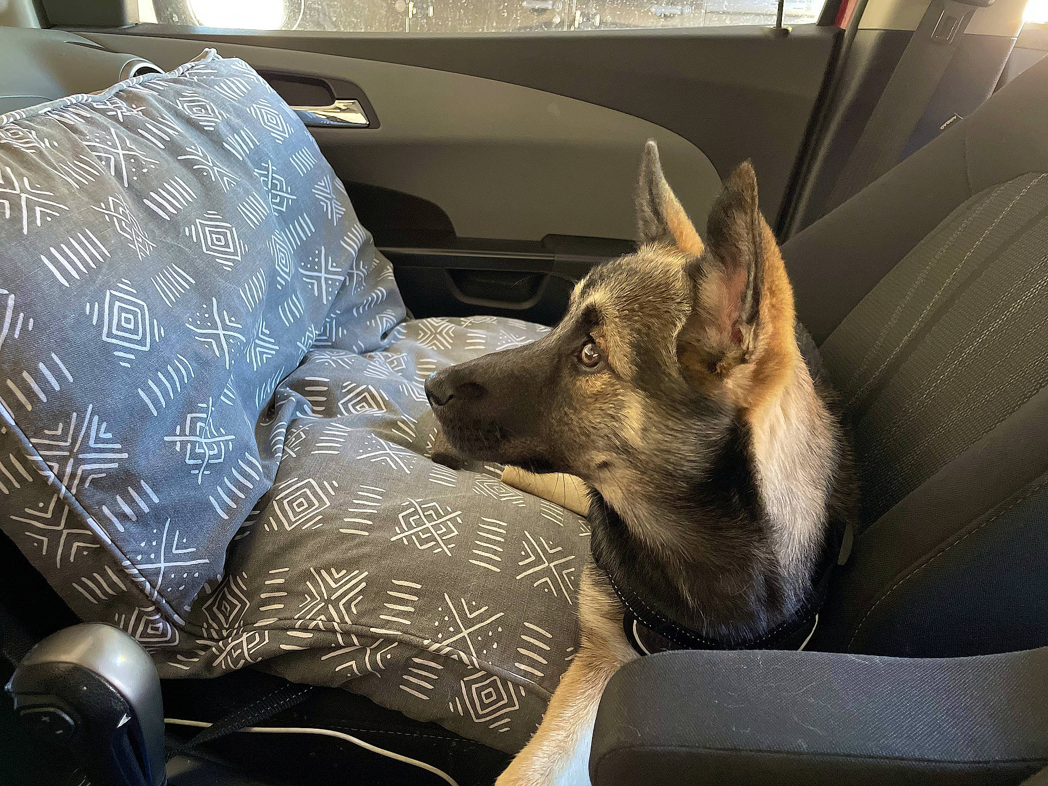 Katara joined the competition — help win amazing prizes! auto_part, canidae, car, car_seat, carnivore, comfort, companion_dog, dog, dog_breed, fawn, fur, german_shepherd_dog, motor_vehicle, nap, sleep, sporting_group, steering_wheel, vehicle, vehicle_door, windshield