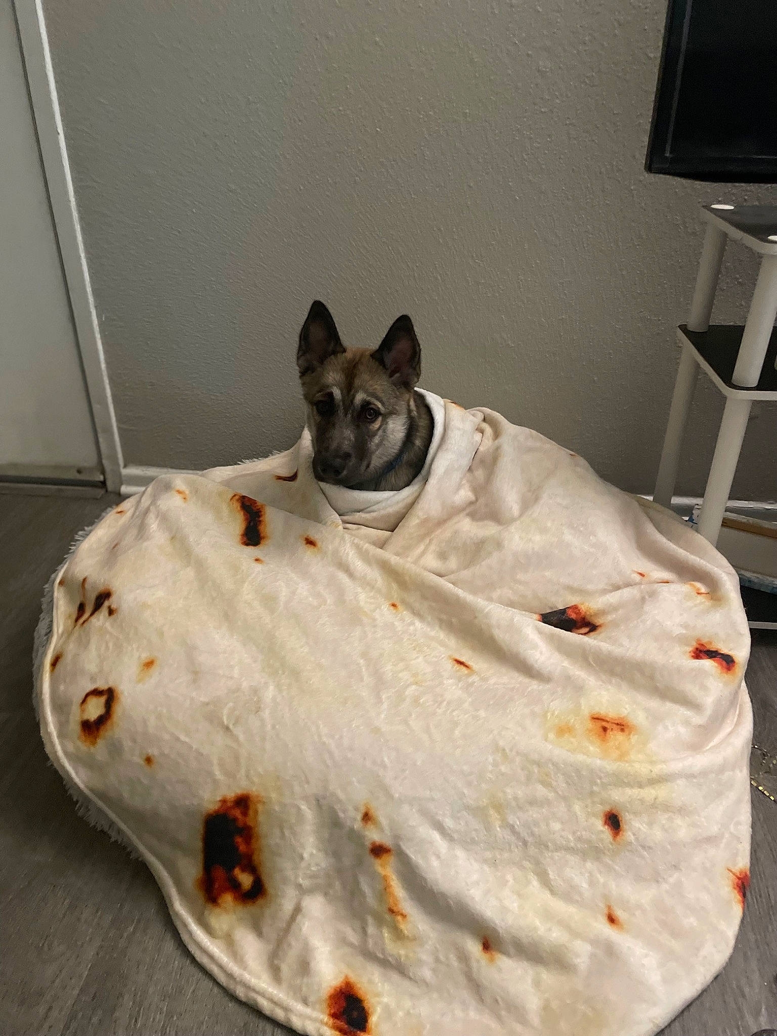 Katara joined the competition — help win amazing prizes! analog_television, canidae, carnivore, companion_dog, cuisine, dish, dog, dog_breed, fawn, felidae, food, ingredient, linens, shelf, shelving, small_to_medium_sized_cats, sporting_group, television, whiskers, working_animal