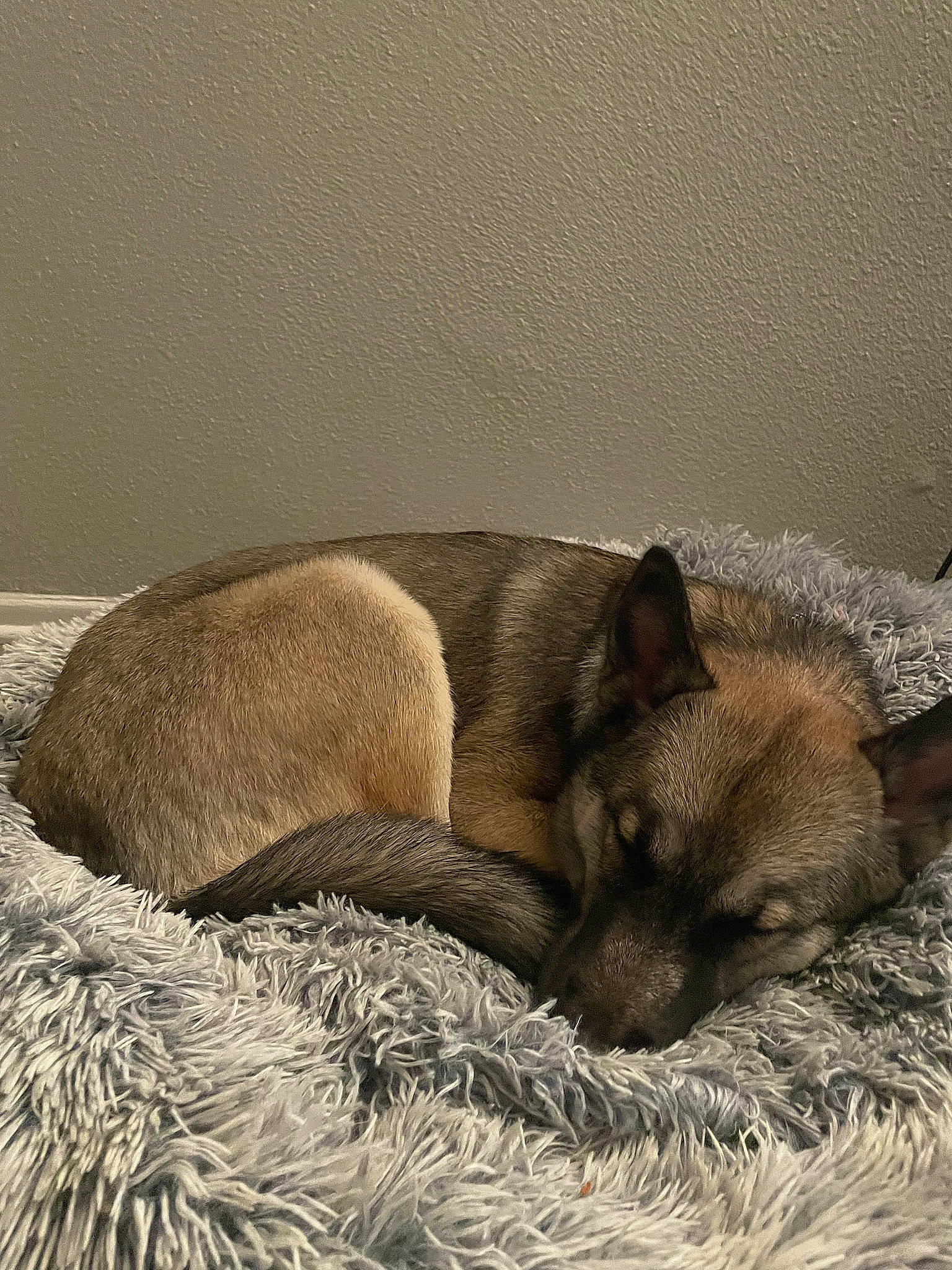 Katara joined the competition — help win amazing prizes! art, carnivore, comfort, companion_dog, dog, dog_breed, fawn, felidae, fur, nap, painting, sleep, sporting_group, terrestrial_animal, whiskers, wildlife