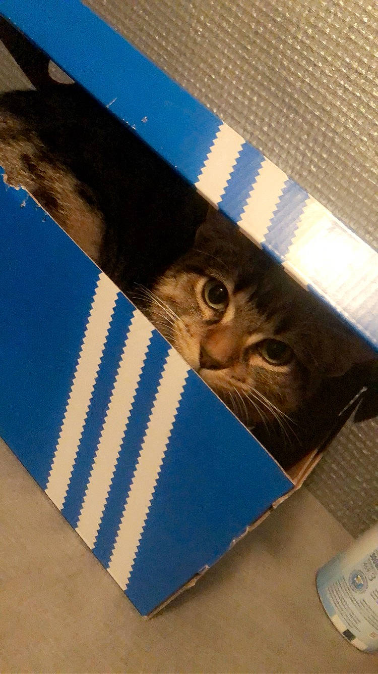 Mouchmouch a rejoint le concours — aidez-le/la à gagner de superbes lots ! azure, blue, book, box, cardboard, carnivore, carton, cat, electric_blue, fawn, felidae, font, packaging_and_labeling, publication, rectangle, shipping_box, small_to_medium_sized_cats, snout, whiskers, wood