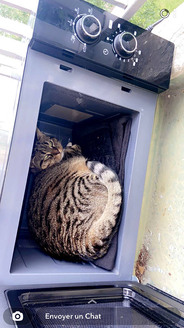 Mouchmouch a rejoint le concours — aidez-le/la à gagner de superbes lots ! artifact, automotive_wheel_system, brain, carnivore, carving, cat, circle, felidae, fur, gas, machine, major_appliance, metal, multimedia, natural_material, rectangle, small_to_medium_sized_cats, terrestrial_animal, white, wood