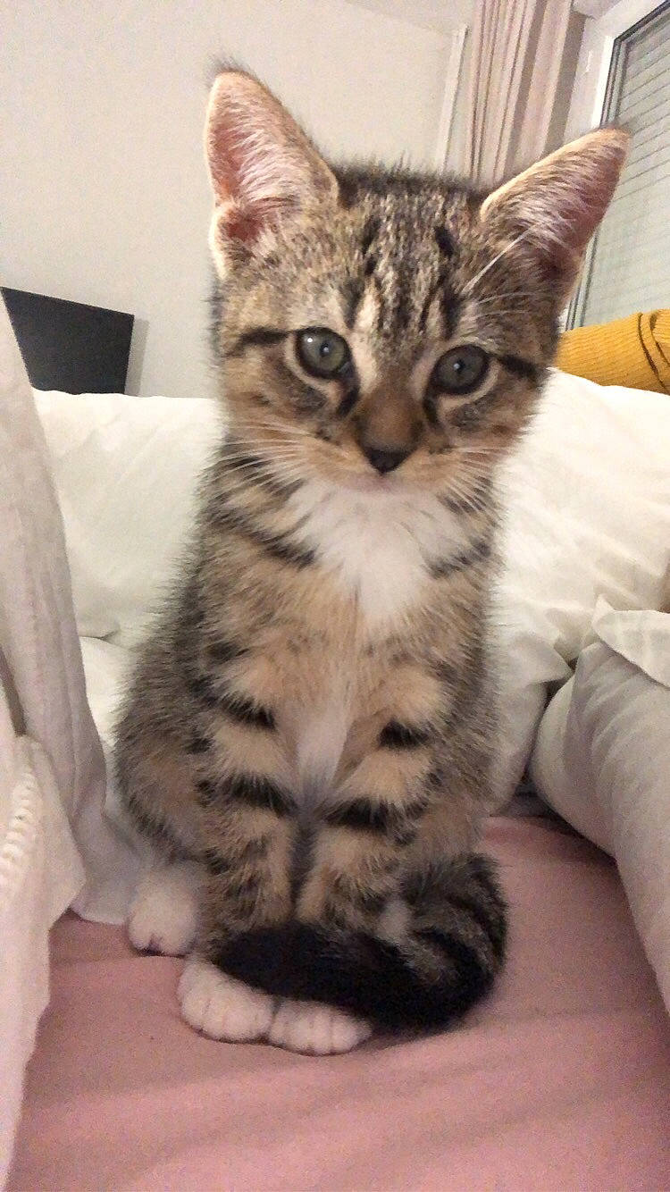 Mouchmouch participe au concours pour gagner de l'argent avec cette photo : carnivore, cat, claw, comfort, domestic_short_haired_cat, eye, felidae, fur, head, iris, paw, sitting, small_to_medium_sized_cats, snout, tail, terrestrial_animal, whiskers