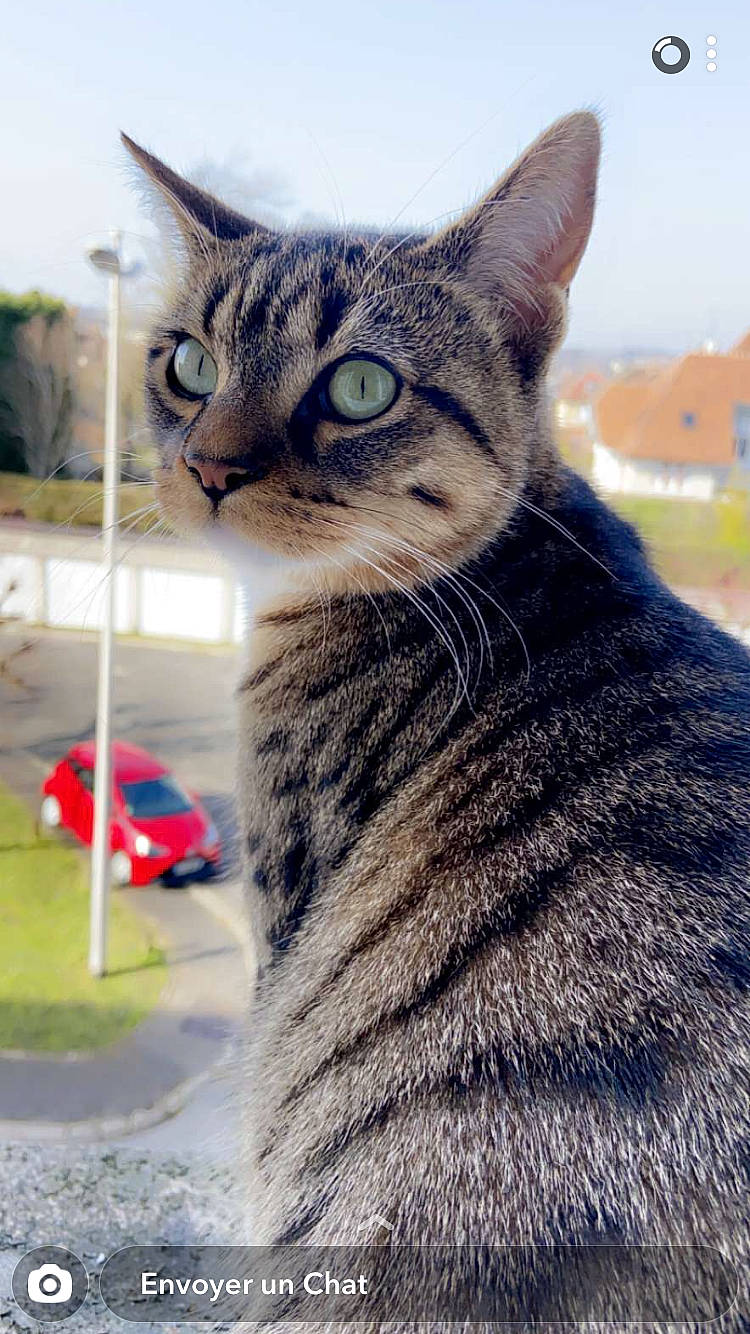 Mouchmouch a rejoint le concours — aidez-le/la à gagner de superbes lots ! automotive_tire, carnivore, cat, domestic_short_haired_cat, eye, felidae, fur, grass, paw, sky, small_to_medium_sized_cats, snout, tail, terrestrial_animal, tire, tree, wheel, whiskers, wildlife, window