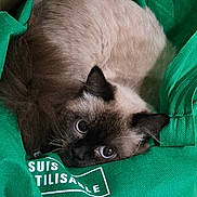 Pixie-Snoh joined the competition — help win amazing prizes! cat, siamese_cat, animal, pet, fur, ears, whiskers, eyes, green_bag, reusable_bag, shopping_bag, curled_up, resting, indoor, close_up, cute, domestic_cat, feline, looking_up, cozy