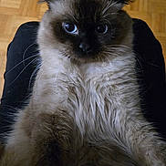 Pixie-Snoh is registered to the contest to win money with this photo: cat, fluffy, blue_eyes, indoor, lap, furry, pet, animal, wooden_floor, close_up, sitting, curious, face, whiskers, ears, portrait, feline, soft_texture, companion, domestic