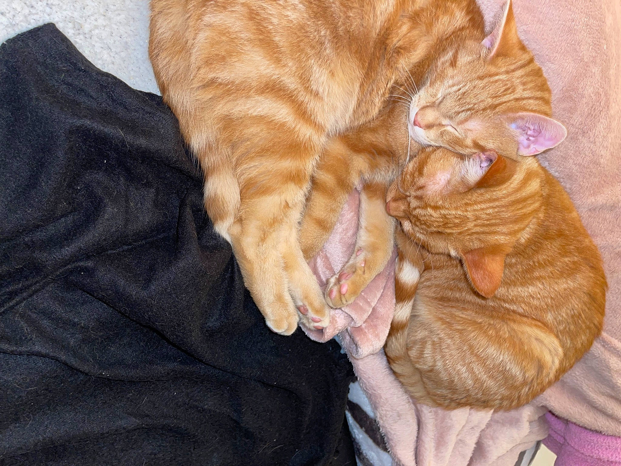 Zora participe au concours pour gagner de l'argent avec cette photo : carnivore, cat, claw, comfort, domestic_short_haired_cat, fawn, felidae, fur, nap, pattern, paw, peach, sleep, small_to_medium_sized_cats, snout, tail, whiskers, wood, wrinkle