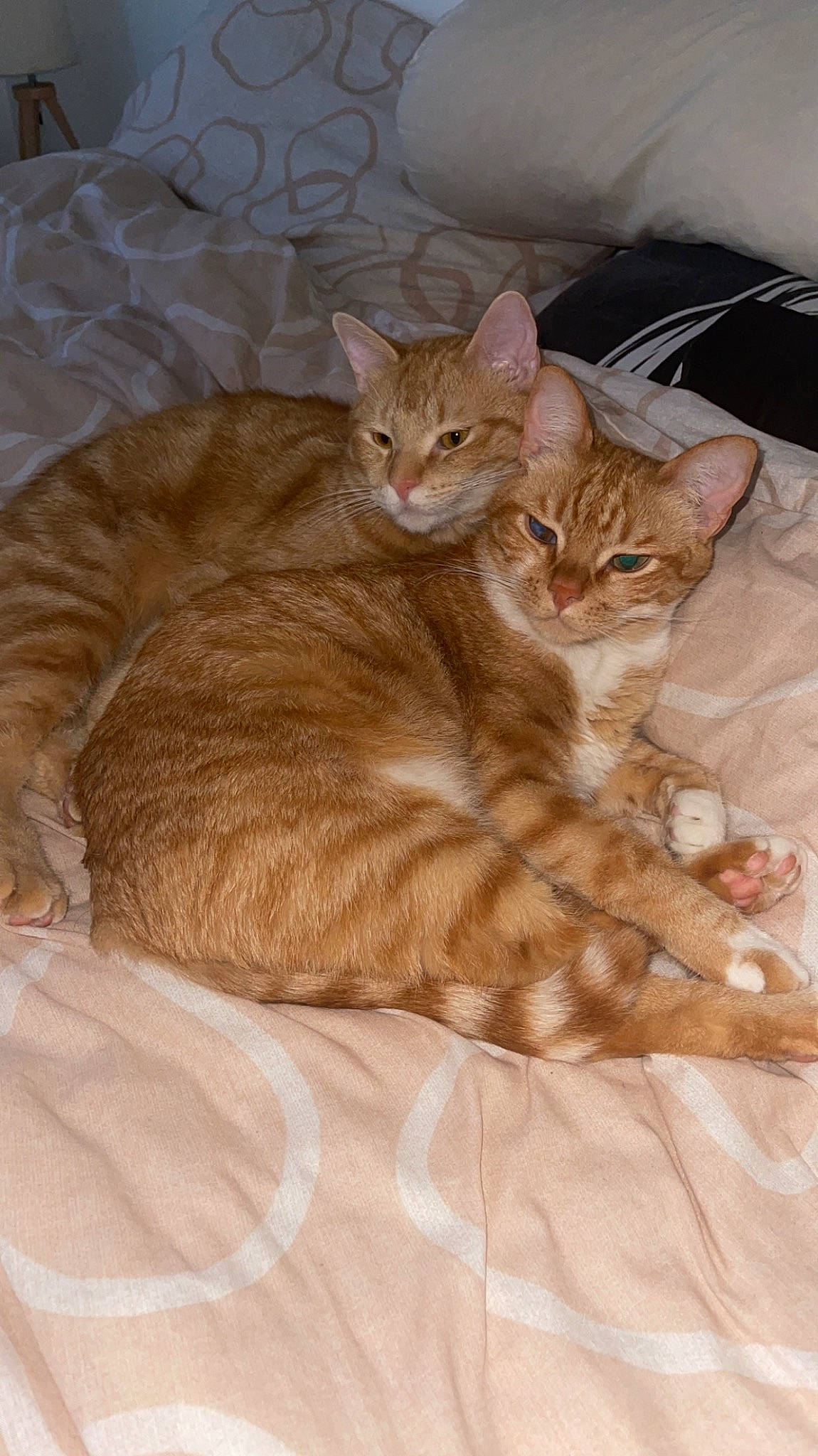 Zora participe au concours pour gagner de l'argent avec cette photo : brown, carnivore, cat, claw, comfort, domestic_short_haired_cat, fawn, felidae, fur, paw, small_to_medium_sized_cats, tail, terrestrial_animal, whiskers