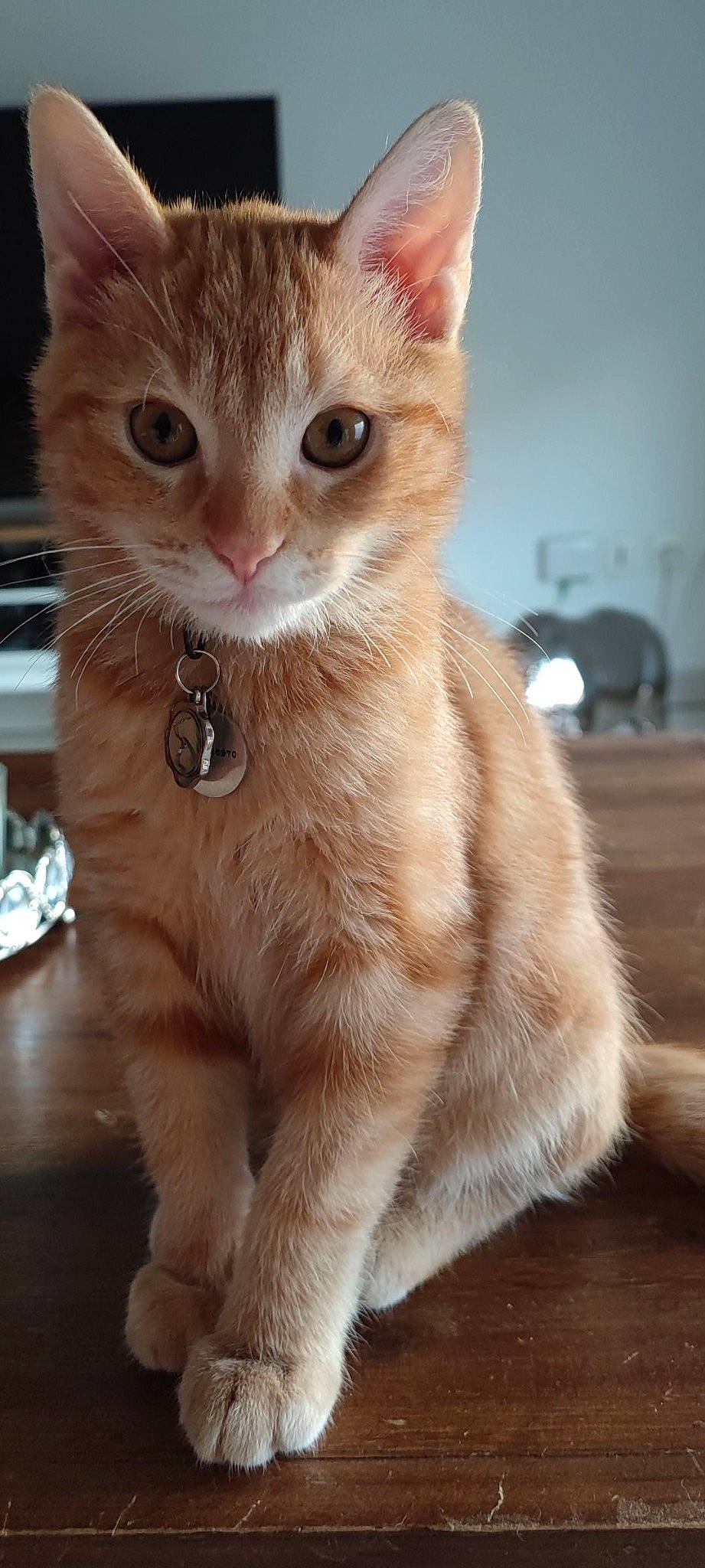 Rouky participe au concours pour gagner de l'argent avec cette photo : carnivore, cat, claw, collar, domestic_short_haired_cat, fawn, felidae, fur, paw, small_to_medium_sized_cats, tail, terrestrial_animal, whiskers, window