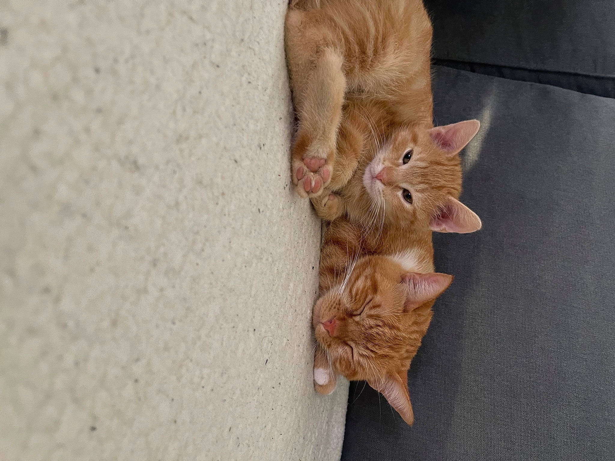 Rouky participe au concours pour gagner de l'argent avec cette photo : carnivore, cat, claw, domestic_short_haired_cat, fawn, felidae, flooring, fur, nail, paw, peach, plant, small_to_medium_sized_cats, tail, whiskers, wood
