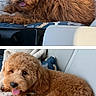 Teddy is registered to the contest to win money with this photo: animal, blanket, bone_pattern, bow_tie, brown_dog, canine, car_seat, comfort, companion, cute, dog, fluffy_dog, fur, indoors, lying_down, pet, pillow, relaxed, seat, tongue_out
