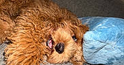 Teddy joined the competition — help win amazing prizes! animal, blue_pillow, brown_dog, close_up, companion, couch, cozy, curly_fur, cute, dog, domestic_animal, fur, indoor, pet, playful, relaxed, resting, smiling, snuggled, soft_texture
