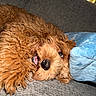 animal, blue_pillow, brown_dog, close_up, companion, couch, cozy, curly_fur, cute, dog, domestic_animal, fur, indoor, pet, playful, relaxed, resting, smiling, snuggled, soft_texture