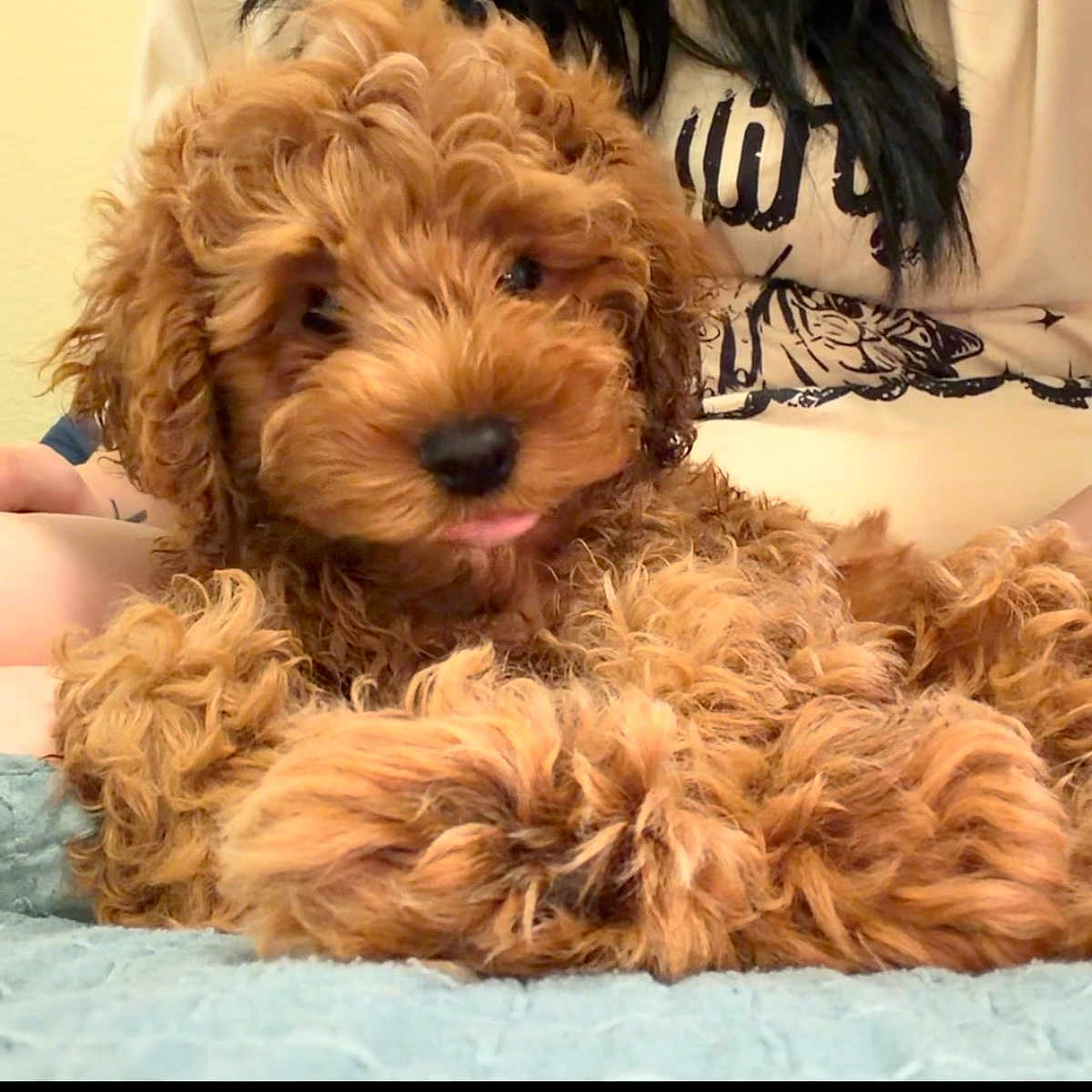 Teddy