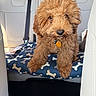 Teddy is registered to the contest to win money with this photo: animal, backseat, bone_pattern, brown_fur, car_interior, collar, companion, curly_hair, cushion, cute, dog, furry, indoor, leather_seat, pet, portrait, seatbelt, sunlight, tag, window