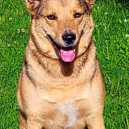 Jackles joined the competition — help win amazing prizes! animal, canine, closeup, cute, daytime, dog, ears_up, friendly, fur, grass, happy, mammal, nature, outdoor, pet, portrait, sitting, smiling, sunlight, tongue_out