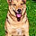 Jackles