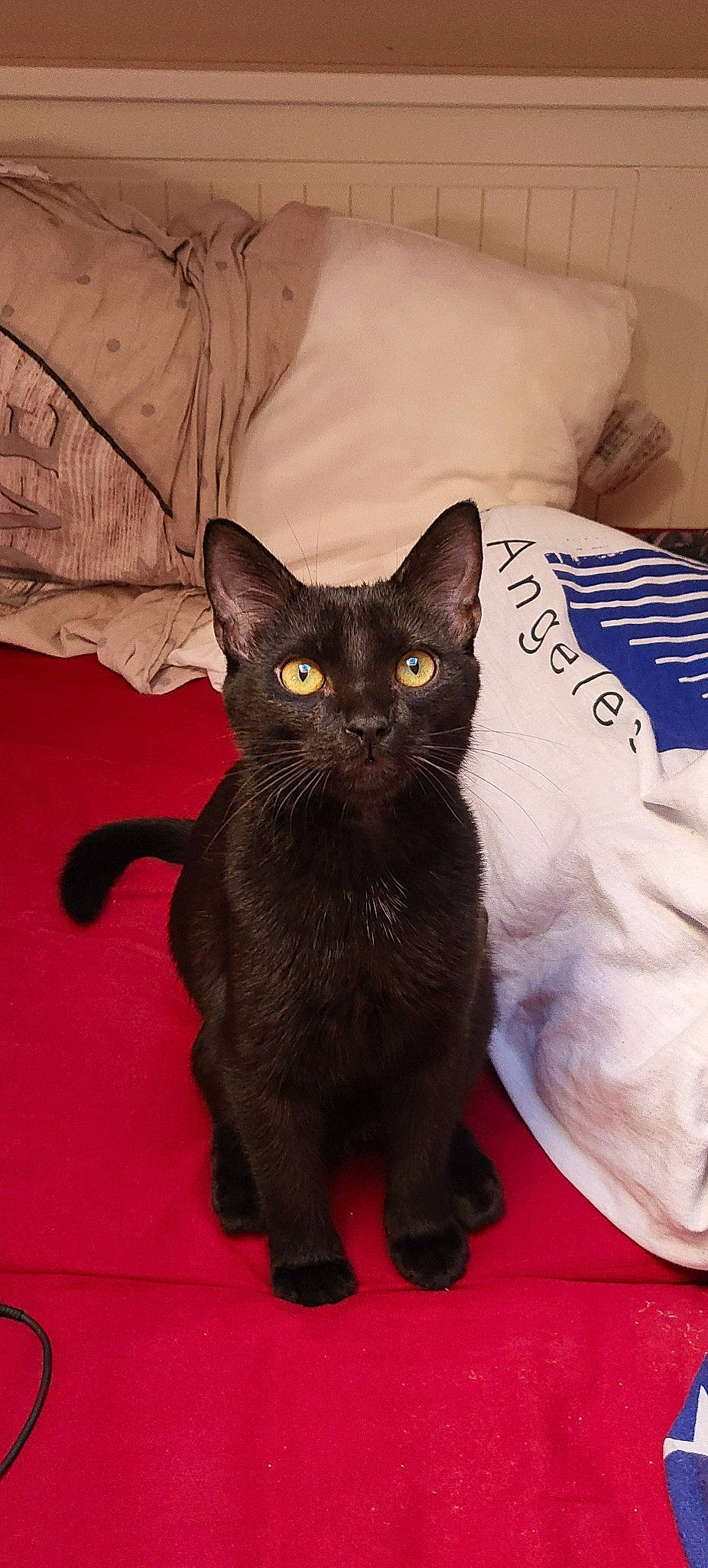 Leiko participe au concours pour gagner de l'argent avec cette photo : bombay, carnivore, cat, cat_supply, comfort, domestic_short_haired_cat, fawn, felidae, fur, grey, iris, linens, pet_supply, pillow, small_to_medium_sized_cats, snout, tail, terrestrial_animal, throw_pillow, whiskers