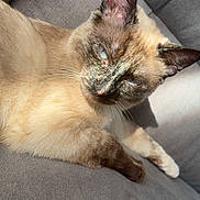 Muezza participe au concours pour gagner de l'argent avec cette photo : cat, siamese_cat, pet, animal, feline, indoor, couch, gray_couch, sunlight, relaxed, lying_down, blue_eyes, whiskers, fur, ears, close_up, cute, domestic_animal, resting, cozy