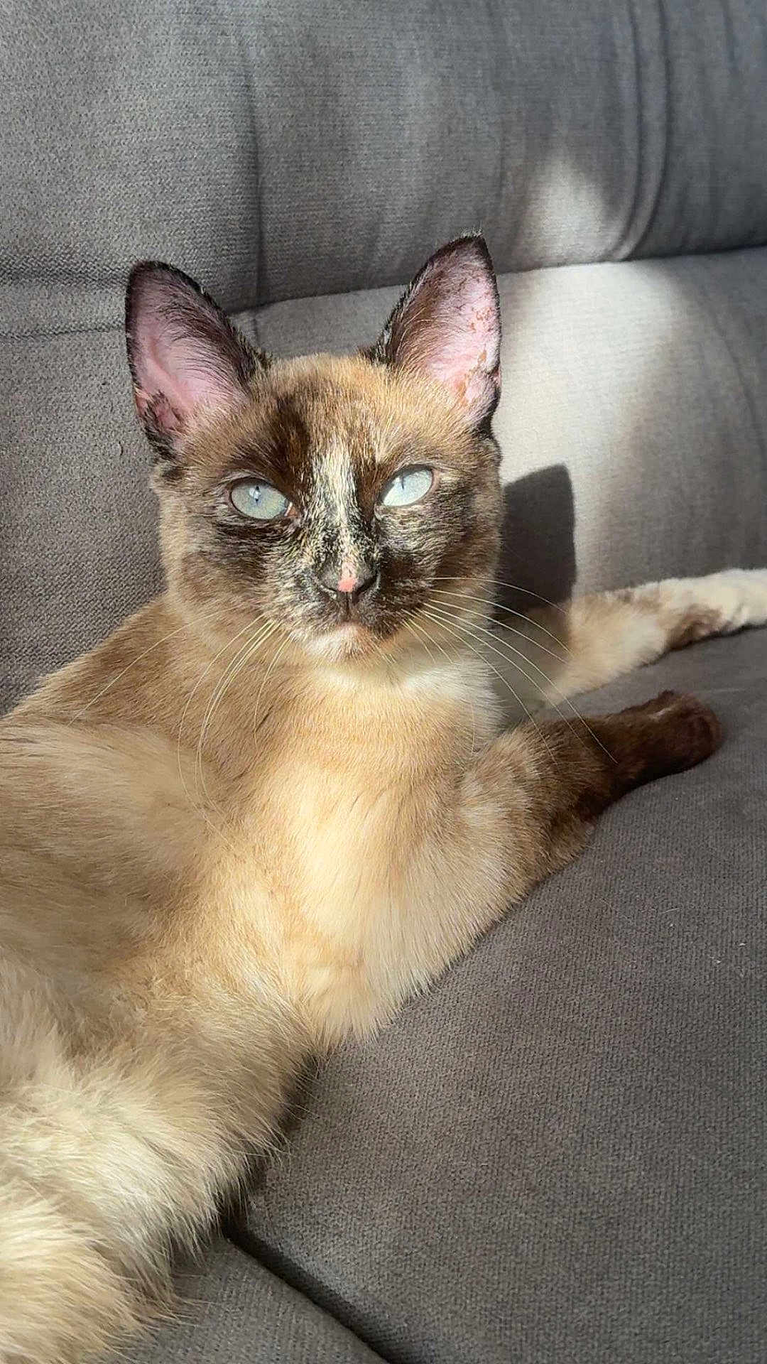 Muezza participe au concours pour gagner de l'argent avec cette photo : cat, siamese_cat, pet, animal, feline, blue_eyes, fur, whiskers, ears, couch, indoor, sunlight, relaxing, resting, close_up, domestic_animal, mammal, cute, cozy, comfortable
