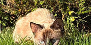 Muezza a rejoint le concours — aidez-le/la à gagner de superbes lots ! cat, siamese, grass, greenery, outdoor, nature, animal, pet, feline, crouching, alert, eyes, sunlight, bushes, garden, mammal, wildlife, closeup, fur, daylight