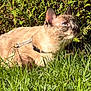 Muezza a rejoint le concours — aidez-le/la à gagner de superbes lots ! cat, siamese_cat, grass, greenery, outdoor, sunlight, harness, animal, pet, feline, nature, shrub, closeup, alert, blue_eyes, mammal, curious, daylight, whiskers, ears