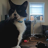 Swaggie joined the competition — help win amazing prizes! animal, black_and_white_cat, blinds, brown_and_white_dog, cat, collar, cozy, curious_cat, dog, fan, floor, furniture, home, indoor, living_room, pet, resting_dog, toy, window, wooden_floor