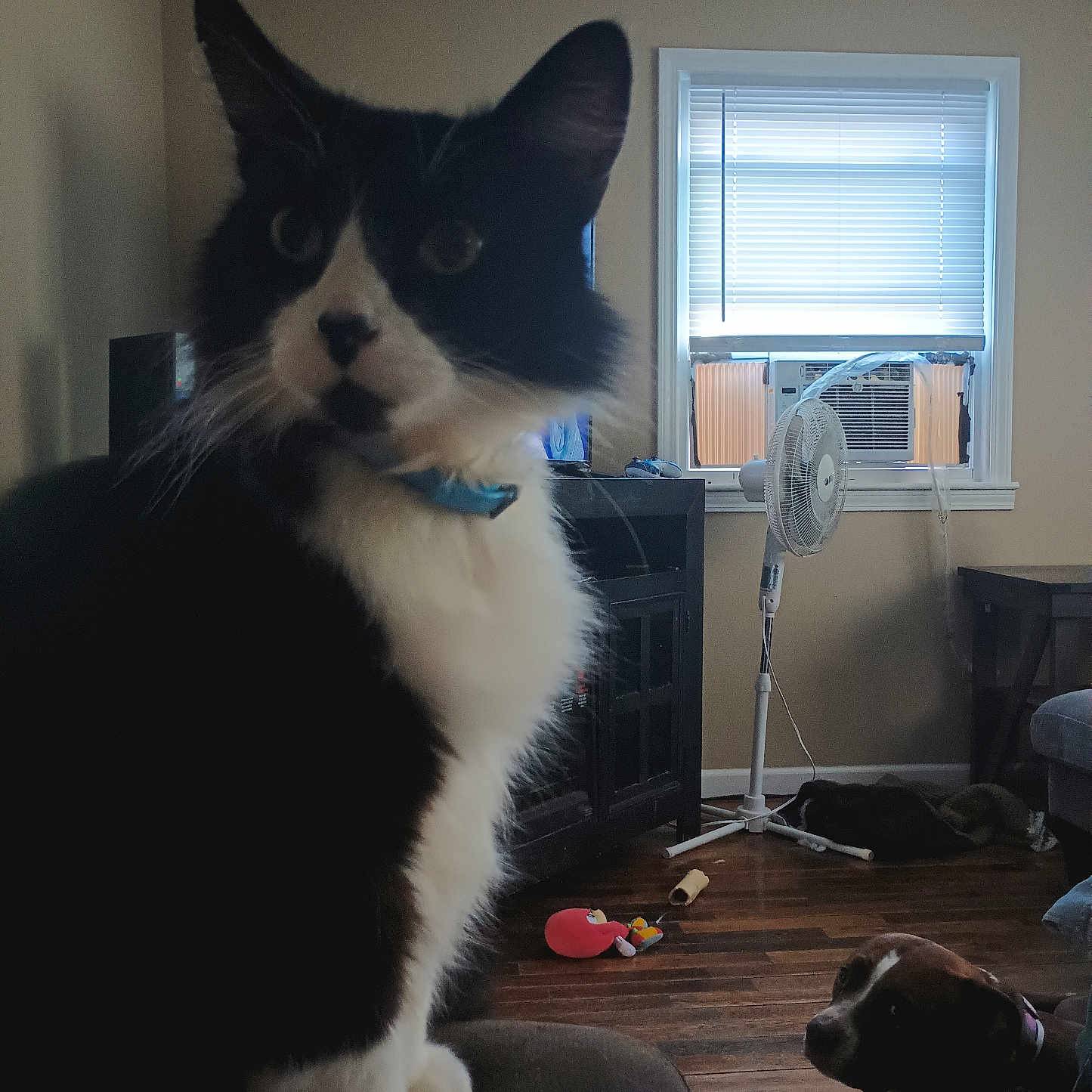 Swaggie joined the competition — help win amazing prizes! animal, black_and_white_cat, blinds, brown_and_white_dog, cat, collar, cozy, curious_cat, dog, fan, floor, furniture, home, indoor, living_room, pet, resting_dog, toy, window, wooden_floor