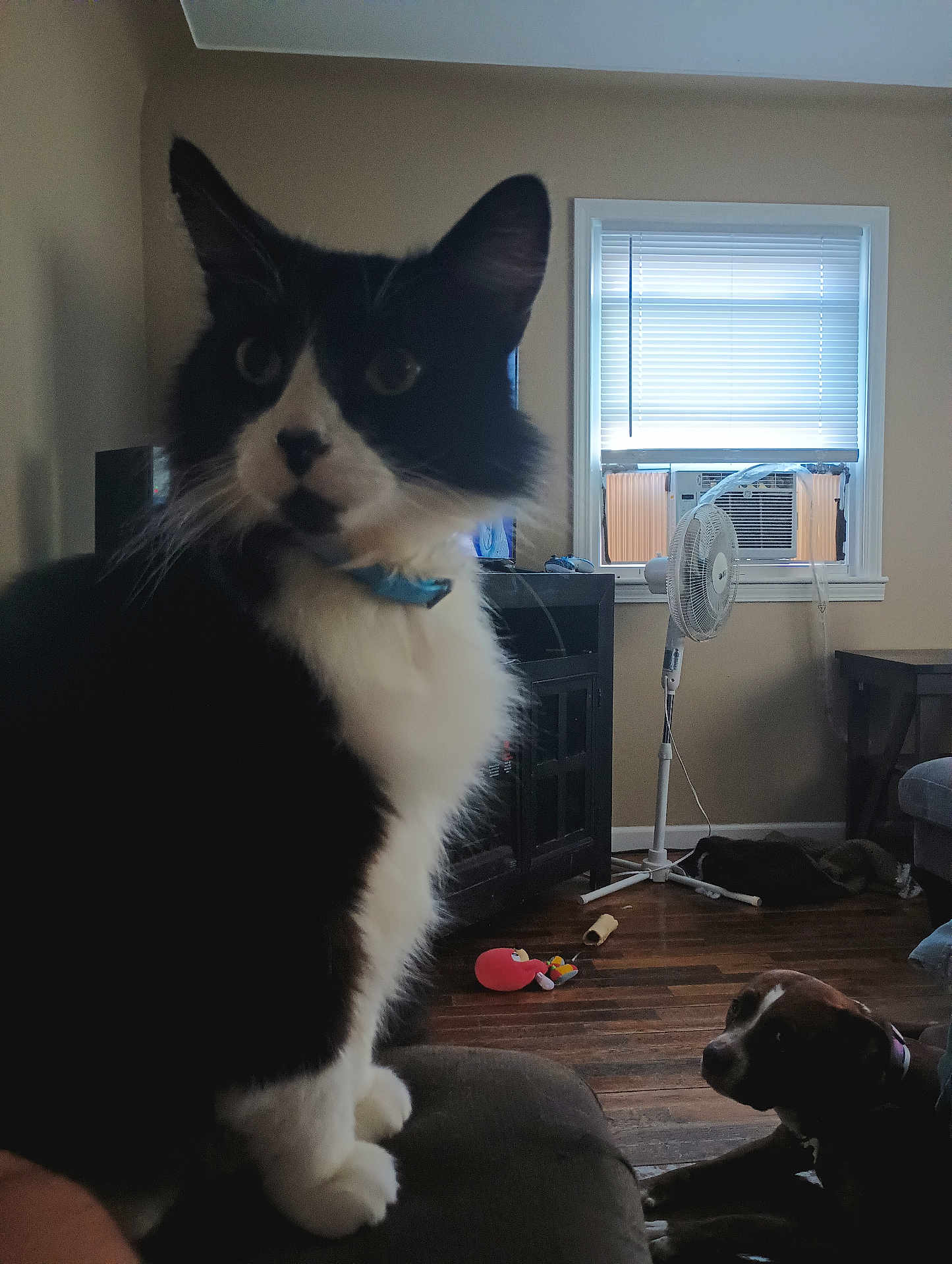 Swaggie joined the competition — help win amazing prizes! animal, black_and_white_cat, blinds, brown_and_white_dog, cat, collar, cozy, curious_cat, dog, fan, floor, furniture, home, indoor, living_room, pet, resting_dog, toy, window, wooden_floor