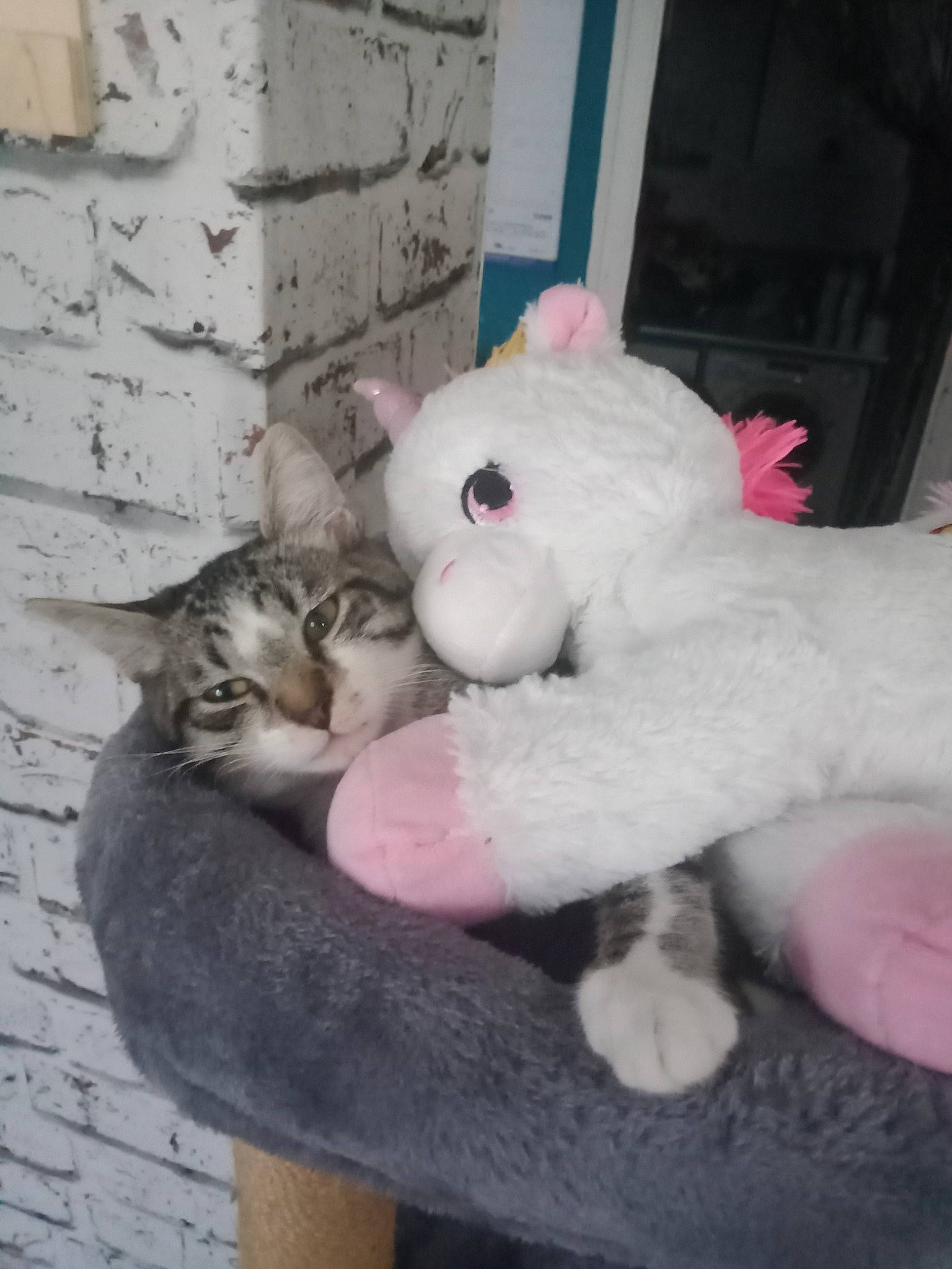 Kali a rejoint le concours — aidez-le/la à gagner de superbes lots ! art, cat, cat_supply, domestic_short_haired_cat, fawn, felidae, fur, paw, plush, small_to_medium_sized_cats, snout, stuffed_toy, tail, teddy_bear, toy, whiskers, wood