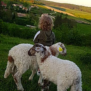 Alissio a rejoint le concours — aidez-le/la à gagner de superbes lots ! child, sheep, grass, field, countryside, greenery, animal, nature, outdoor, hill, trees, rural, curly_hair, hoodie, livestock, farm, sunlight, pasture, young, peaceful