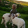 child, sheep, grass, field, countryside, greenery, animal, nature, outdoor, hill, trees, rural, curly_hair, hoodie, livestock, farm, sunlight, pasture, young, peaceful