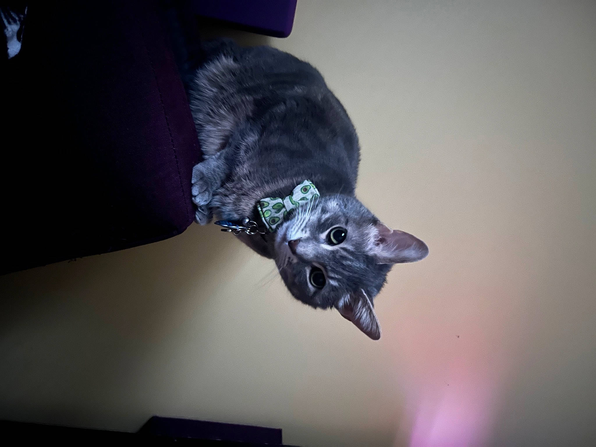 Grey joined the competition — help win amazing prizes! art, black_cat, carnivore, cat, cat_toy, darkness, domestic_short_haired_cat, felidae, fur, grey, room, small_to_medium_sized_cats, tail, whiskers