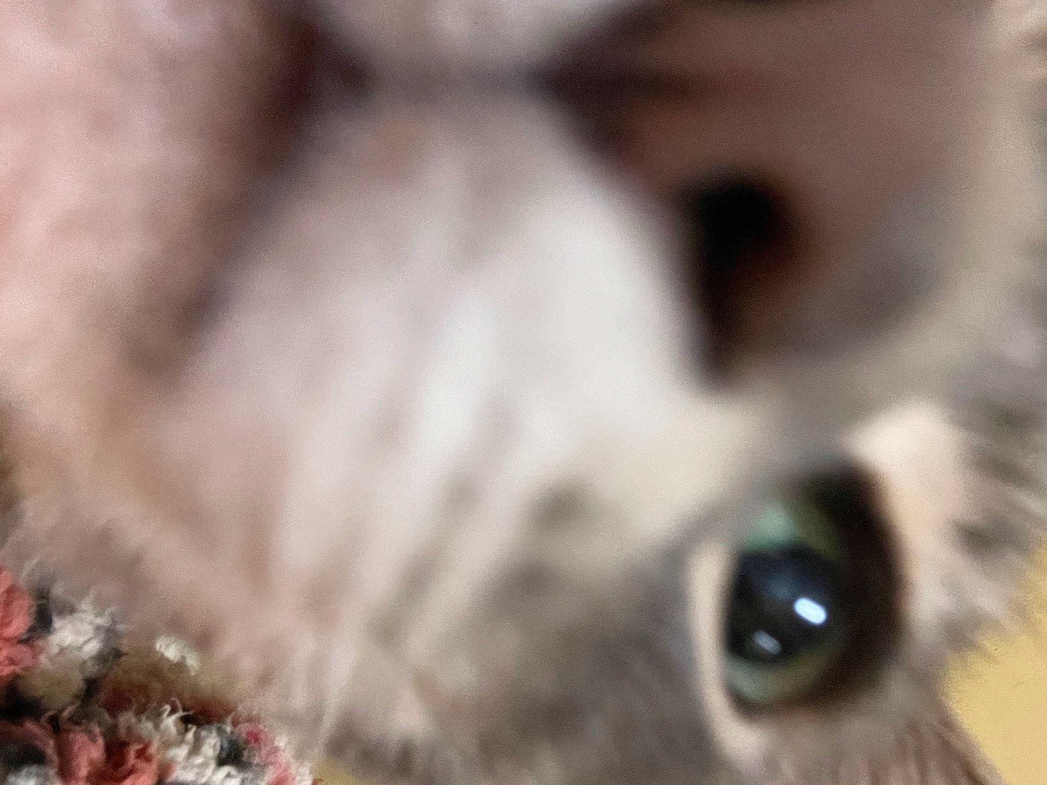 Grey is registered to the contest to win money with this photo: canidae, carnivore, cat, companion_dog, dog_breed, domestic_short_haired_cat, ear, eye, eyelash, fawn, felidae, fur, iris, macro_photography, small_to_medium_sized_cats, snout, sporting_group, terrestrial_animal, thai, whiskers