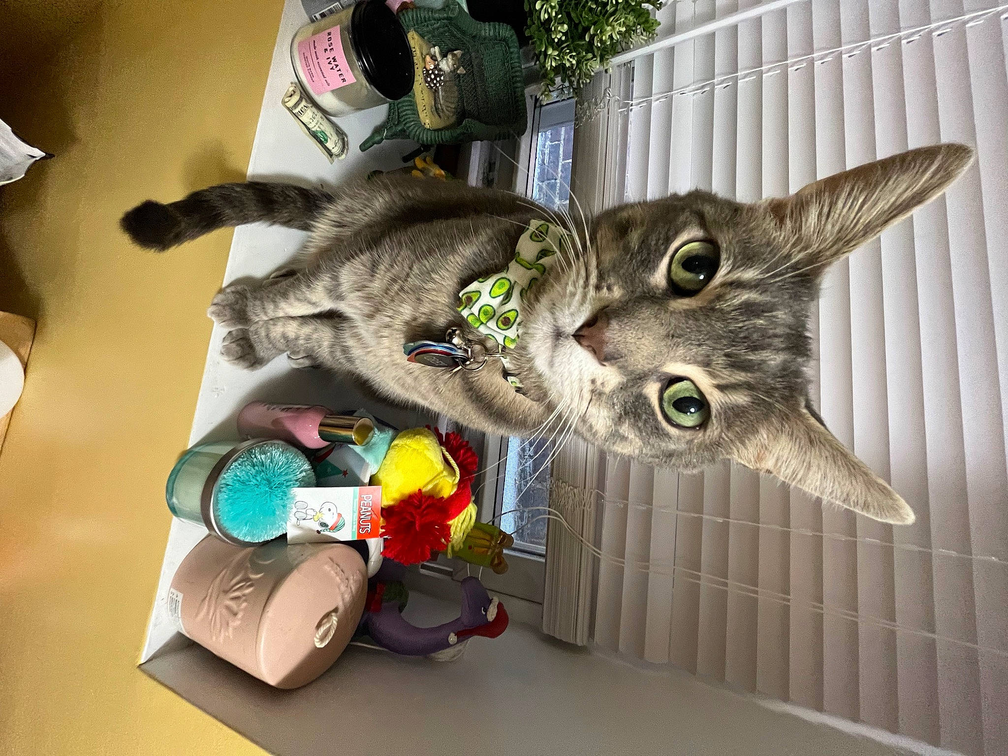 Grey joined the competition — help win amazing prizes! carnivore, cat, cat_toy, domestic_short_haired_cat, felidae, fur, houseplant, paper, plant, small_to_medium_sized_cats, snout, stuffed_toy, tail, toy, whiskers