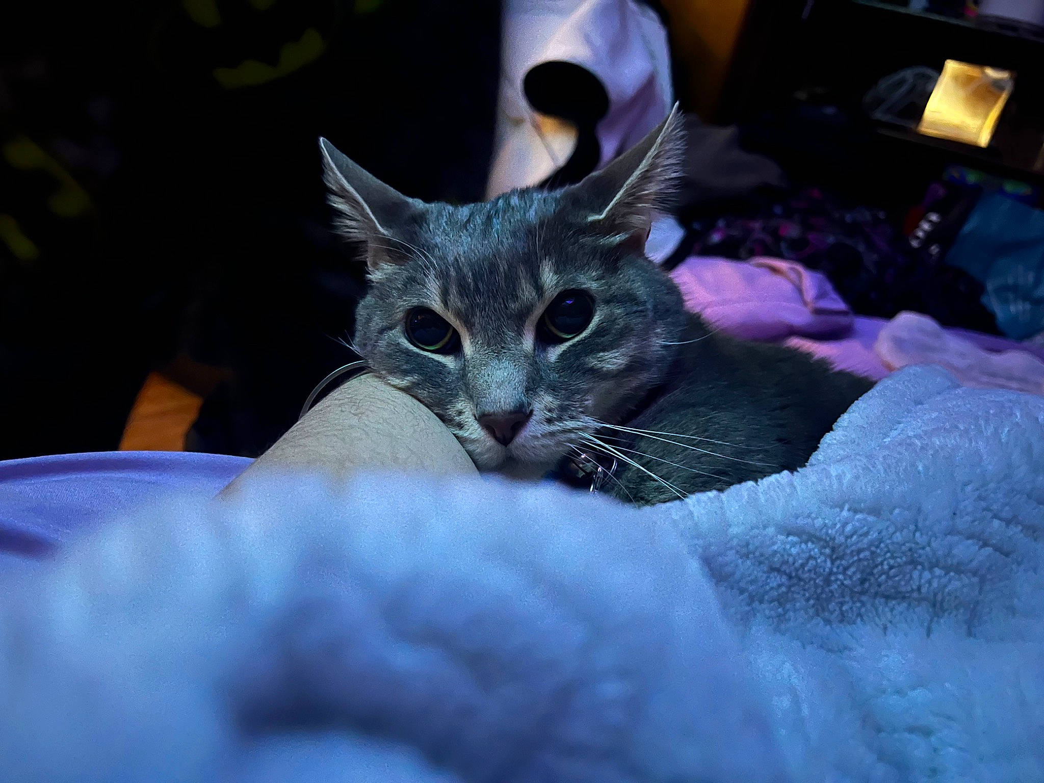 Grey is registered to the contest to win money with this photo: black_cat, carnivore, cat, claw, darkness, domestic_short_haired_cat, electric_blue, event, feather, felidae, fur, hat, plant, small_to_medium_sized_cats, snout, tail, tree, whiskers, wildlife