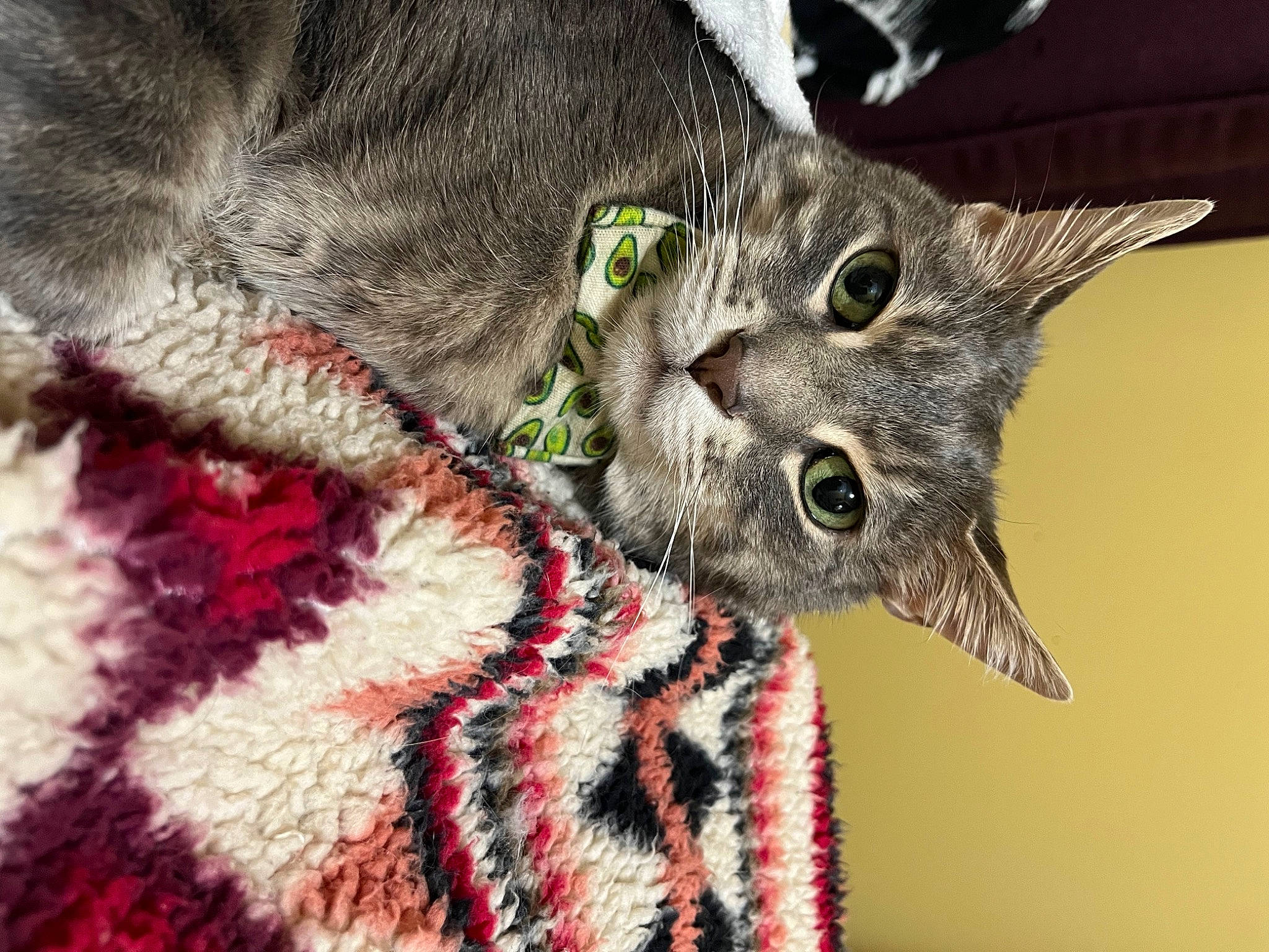 Grey is registered to the contest to win money with this photo: carnivore, cat, claw, close_up, collar, domestic_short_haired_cat, felidae, fur, paw, plant, small_to_medium_sized_cats, snout, tail, whiskers, wildlife
