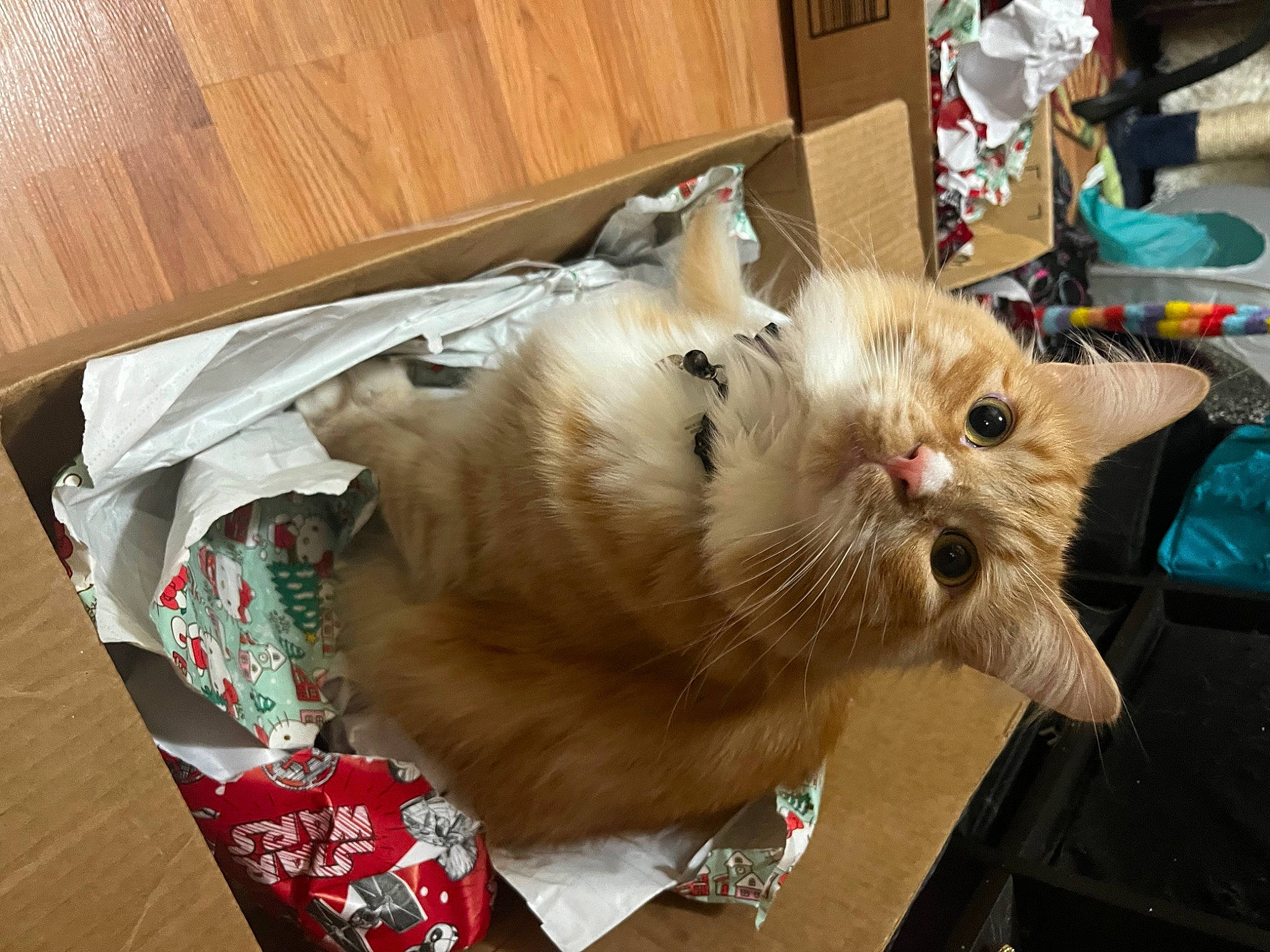 Baby Garfield joined the competition — help win amazing prizes! carnivore, cat, domestic_short_haired_cat, fawn, felidae, fur, hardwood, small_to_medium_sized_cats, whiskers, wood