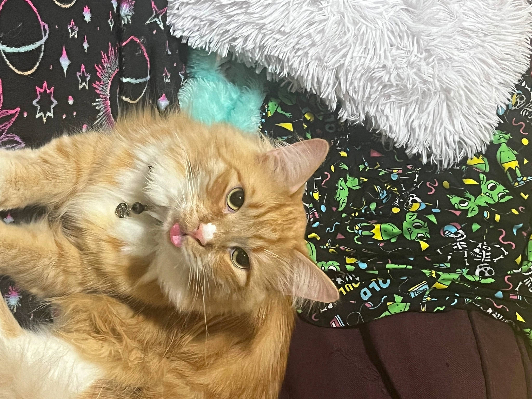 Baby Garfield is registered to the contest to win money with this photo: art, carnivore, cat, christmas, christmas_ornament, claw, conifer, domestic_short_haired_cat, event, fawn, felidae, fur, holiday, mammal, paw, plant, small_to_medium_sized_cats, snout, tail, whiskers